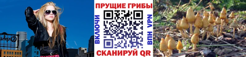 Галлюциногенные грибы Psilocybine cubensis  Лесосибирск 